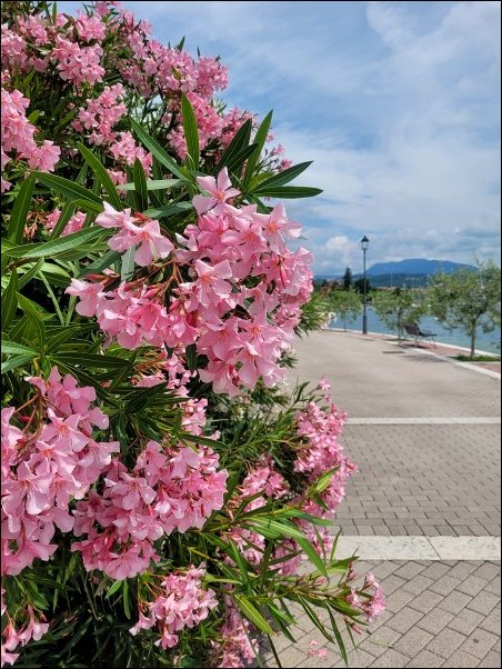 Gardasee23111.jpg