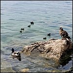 Gardasee23094.jpg