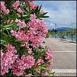 Gardasee23111.jpg