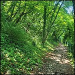 Gardasee23150.jpg
