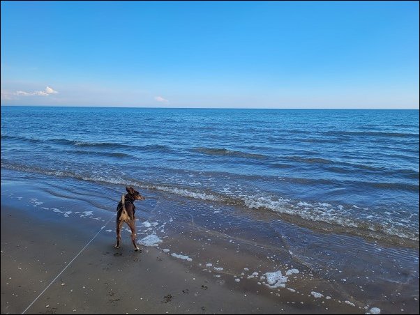 Bibione23057.jpg