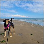 Bibione23006.jpg