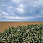 Bibione23018.jpg