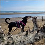 Bibione23024.jpg