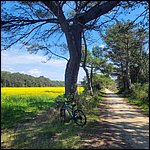 Bibione23031.jpg