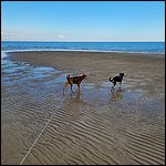 Bibione23059.jpg