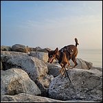 Cavallino23058.jpg