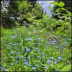 Dolomiten23042.jpg