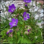 Dolomiten23044.jpg