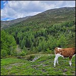 Dolomiten23070.jpg